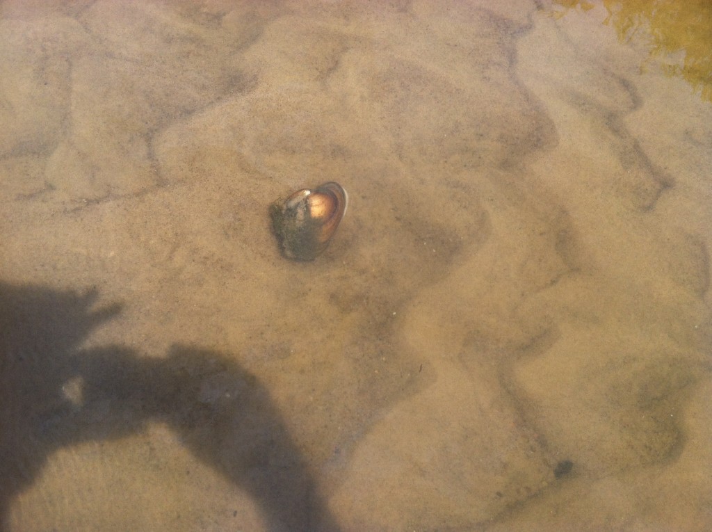 Photo of mussel from Wisconsin River