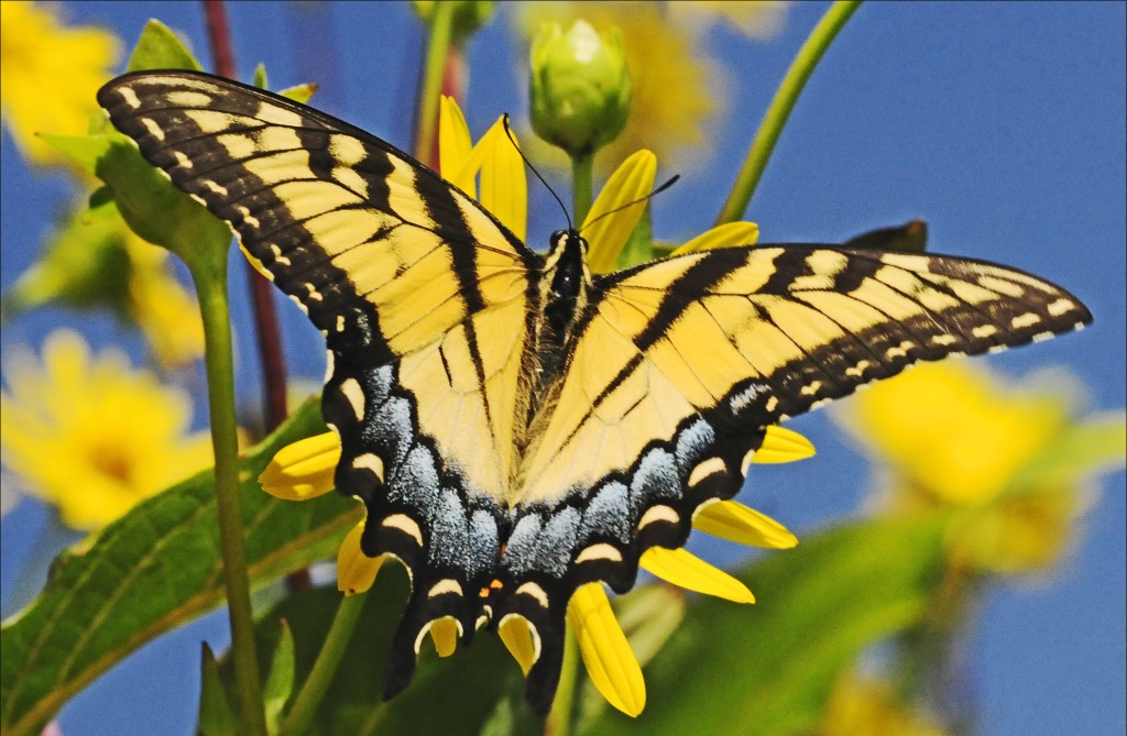 Eastern swallowtail (by Joan Sayre)