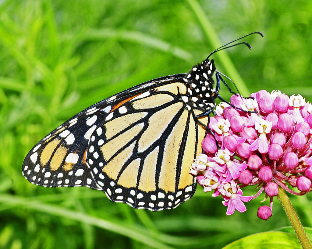 Monarch butterfly on milkweed (by Joan Sayre)