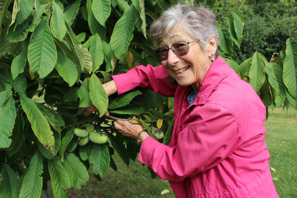 Linda Wiens holds the leaves of a pawpaw tree aside so the fruit on the tree can be seen.