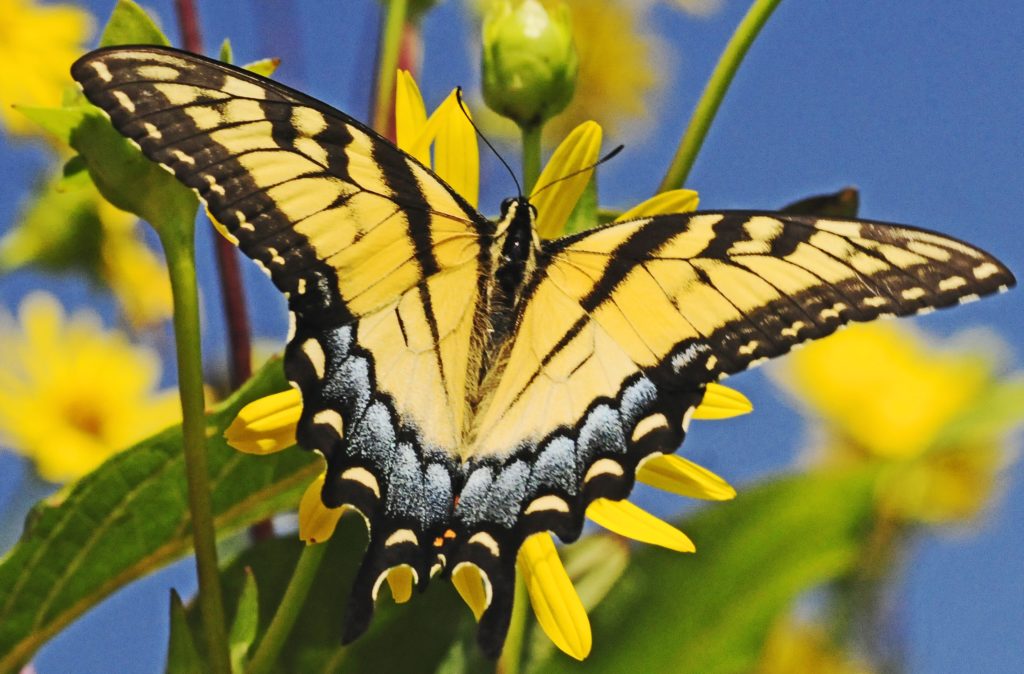 Photo of eastern tiger swallowtail on flower of Silphium