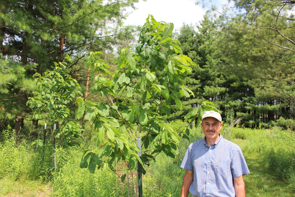 David Easter stands next to pawpaw tree.