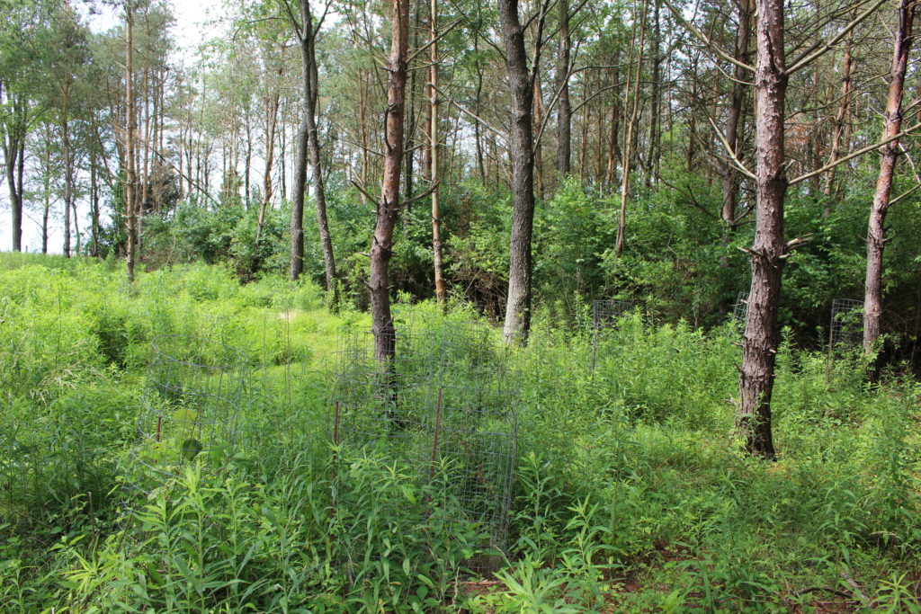 Open woods in the foreground without any invasive plants and in background, across the property line, is a wall of invasive shrubs.