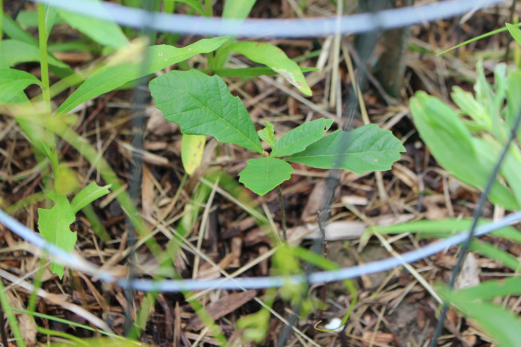 A young oak sapling protected by wiring.