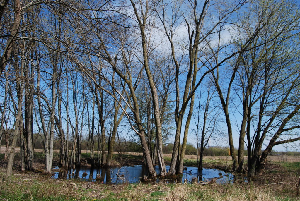 Photo of wooded wetland pond in spring.