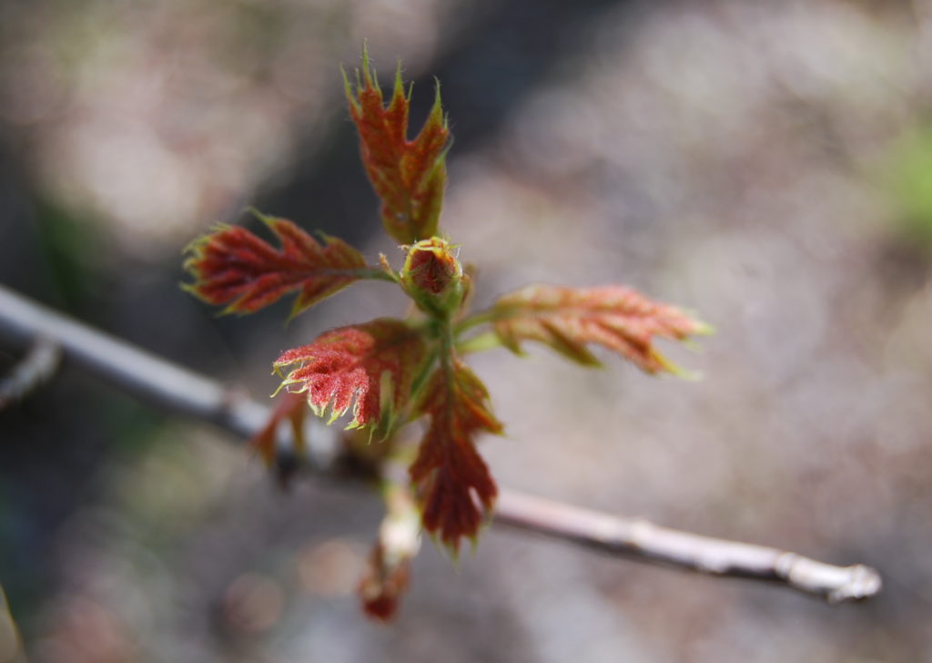 Small oak leaves bursting from bud.