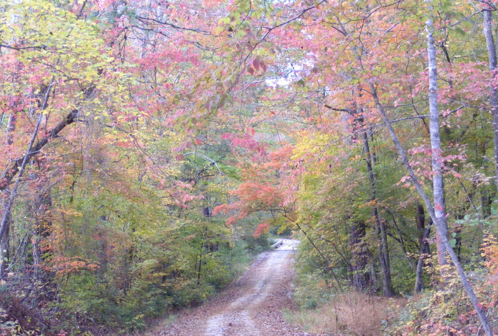 A gravel road leads through the southern woods of Honey Creek Woodlands