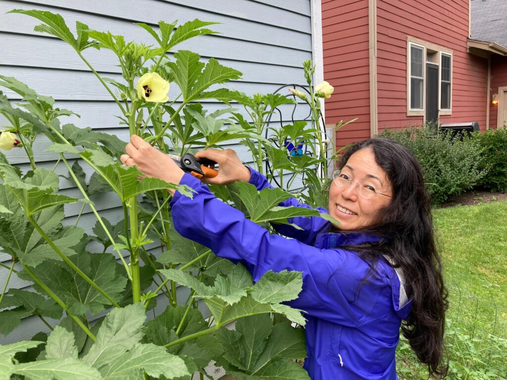 My wife harvesting okra