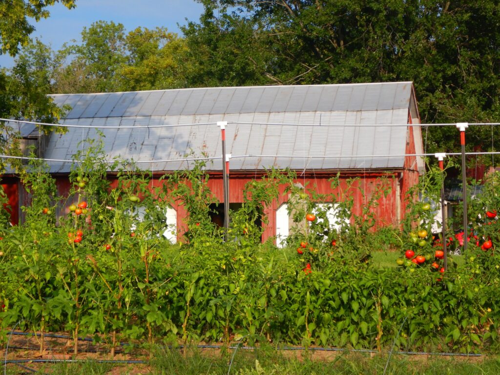 Tomatoes and peppers growing in rows with red barn in background